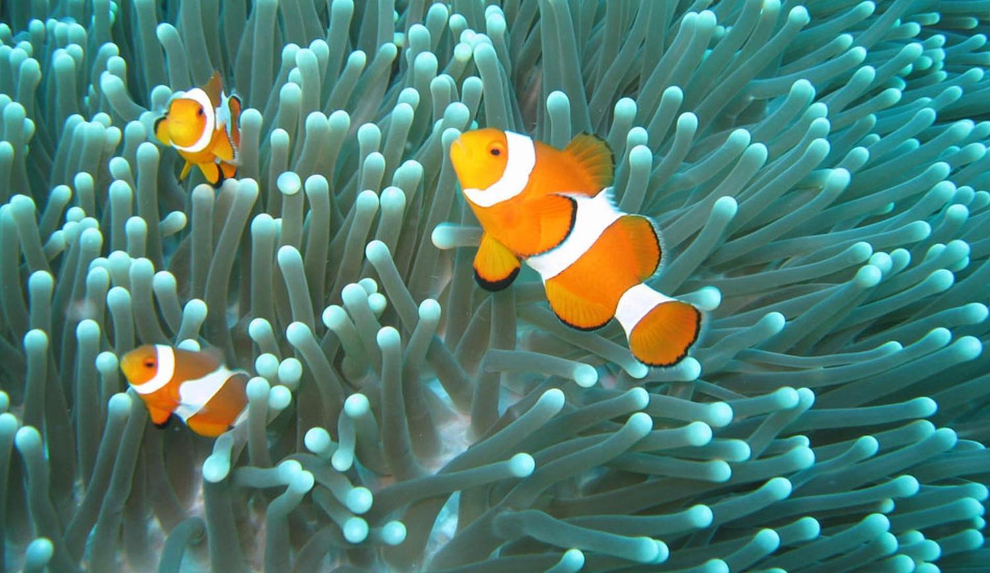Gili Pirates Dive & Bnb Gili Trawangan Exterior foto